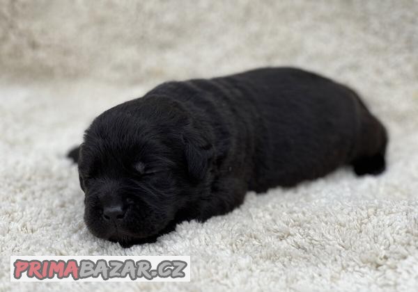 Labradorský retriever štěňátka s PP