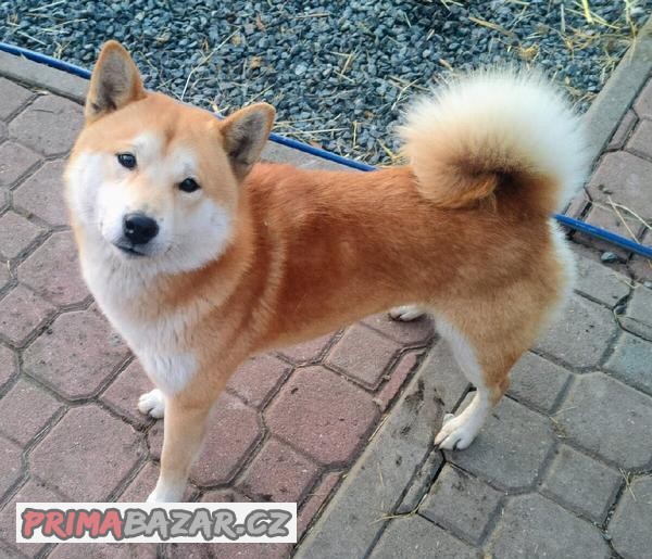 Shiba inu krytí