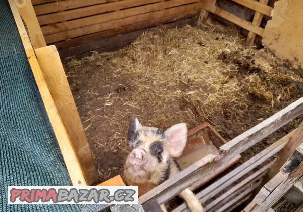 Prodám sviňku kune kune