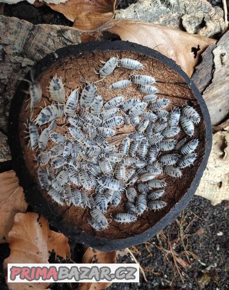 Porcellio laevis dairy cow