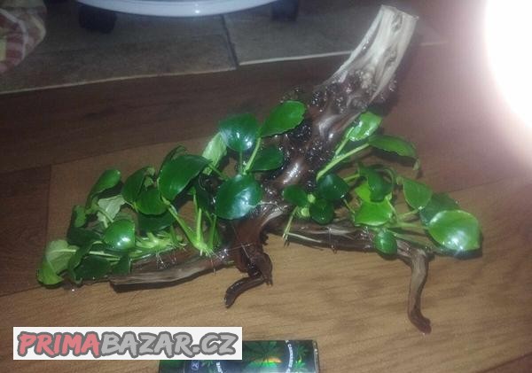 Kořen + Anubias Nano