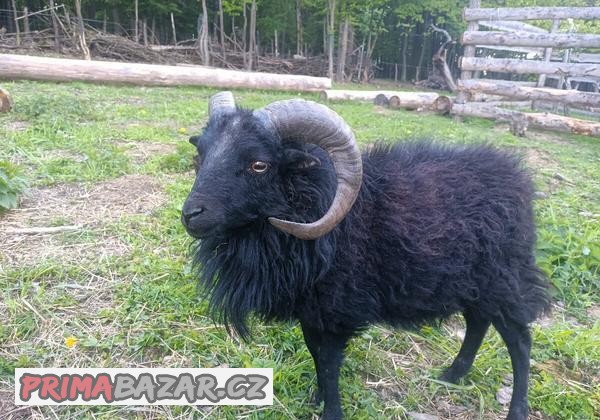 Ouessantský beránek, jehnička, jehňata