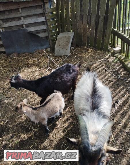 Prodám Holandskou kozu , kozla a kůzle