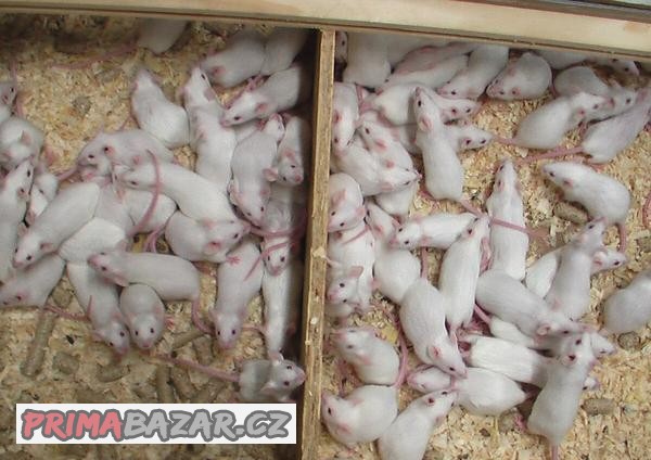 Prodáme mražené laboratorní myši
