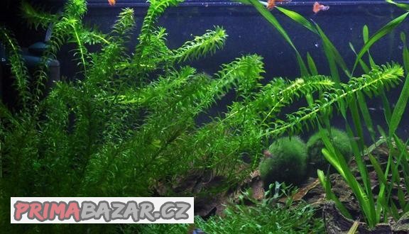 Akvarijni rostlinky, šnek piskořka