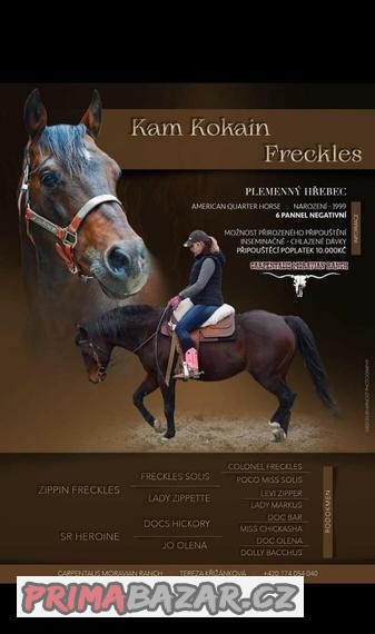 Připouštění AQH KAM KOKAIN FRECKLES