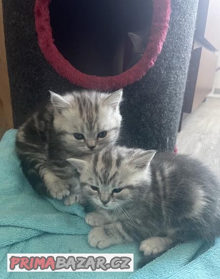 Britske whiskas koťátka
