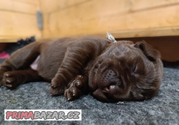 Labradorský retriever - štěňátka s PP