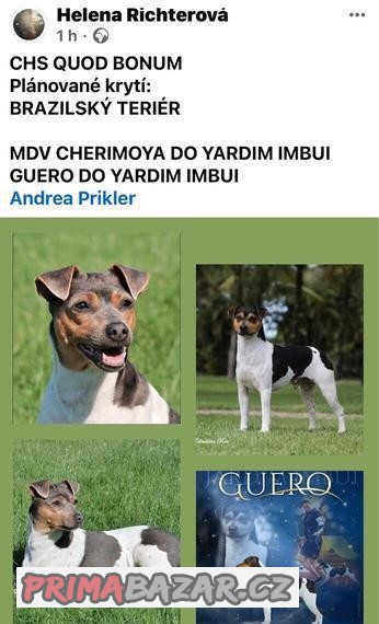 Brazilský teriér zahraniční krytí