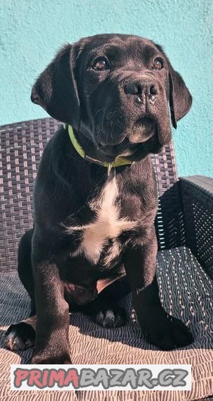 Cane corso s PP