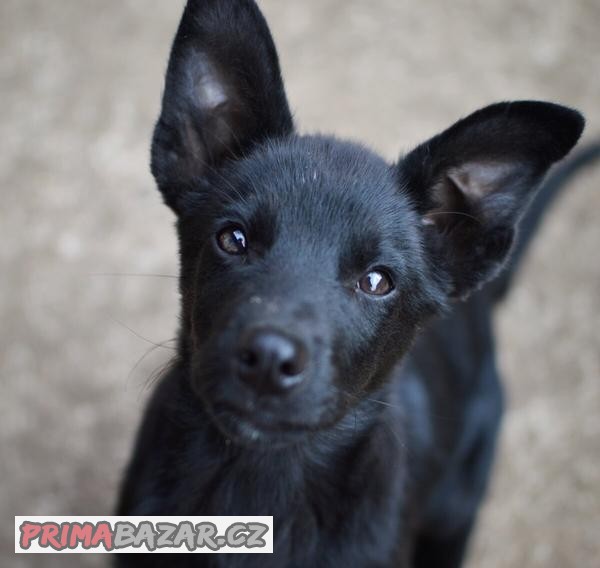 Australská kelpie s PP Fci