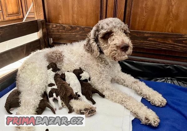 Štěňátka italský vodní pes (lagotto romagnolo)