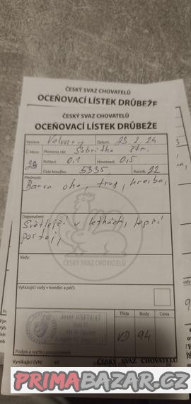 Sebritka stříbrná černě lemovaná
