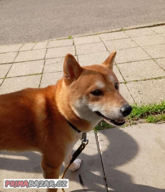 Nabízím krytí shiba inu, 3 roky bez PP