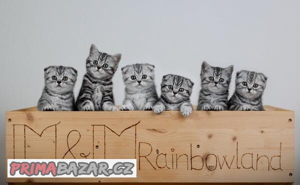 Skotská klapouchá / Scottish Fold