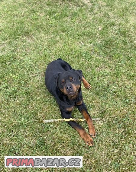 Rotvajler pro hlídání objektů