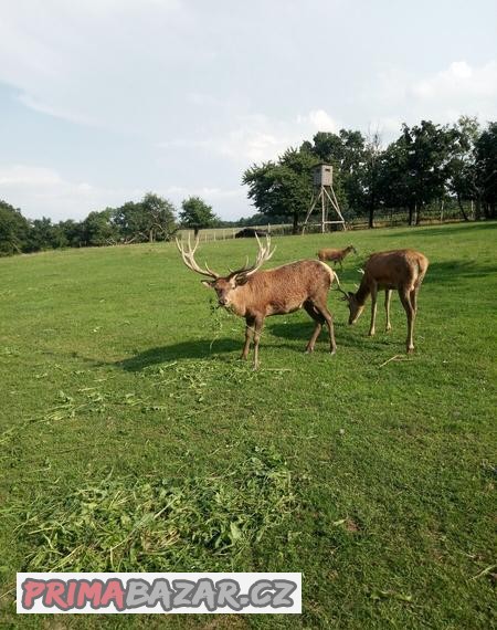 Jelení,mufloní,dančí zvěř