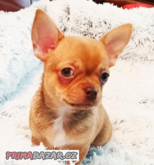 Čivava, chihuahua, krásné štěňátko s PP FCI, k odběru.
