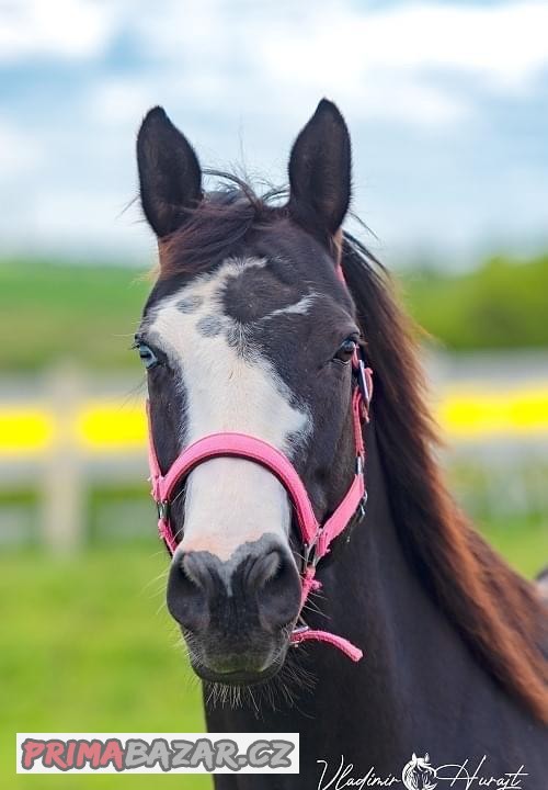 Paint horse kobylka - APH