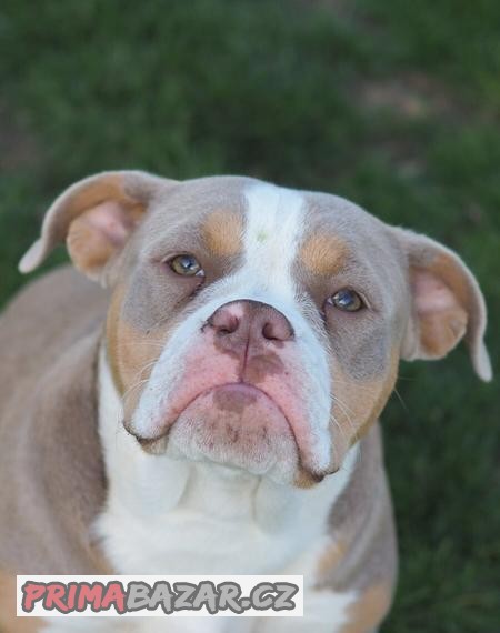 Staroanglický buldok / Old English Bulldog ( OEB )