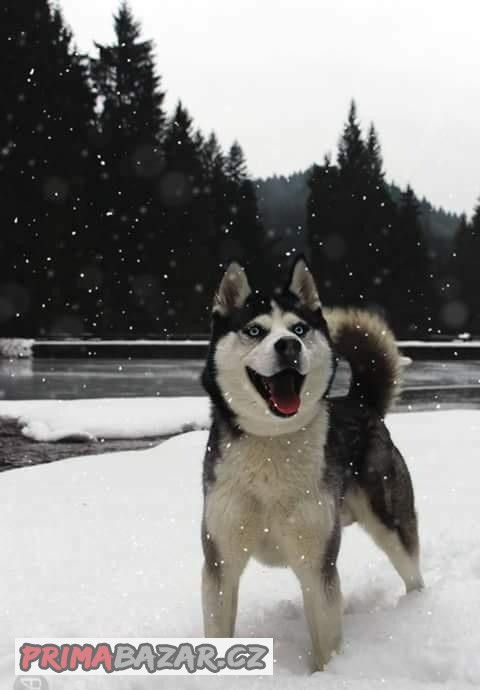 Sibiřský Husky ke krytí