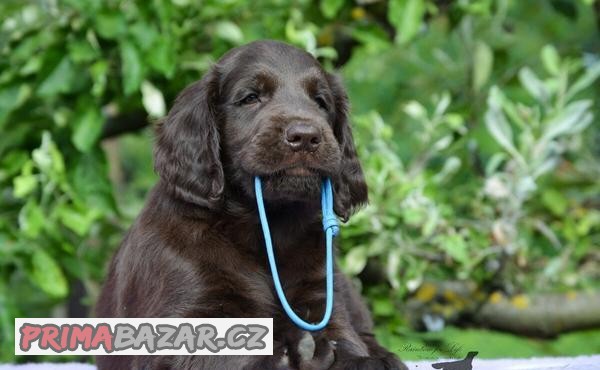Flat Coated Retriever - hnědá štěňata s PP