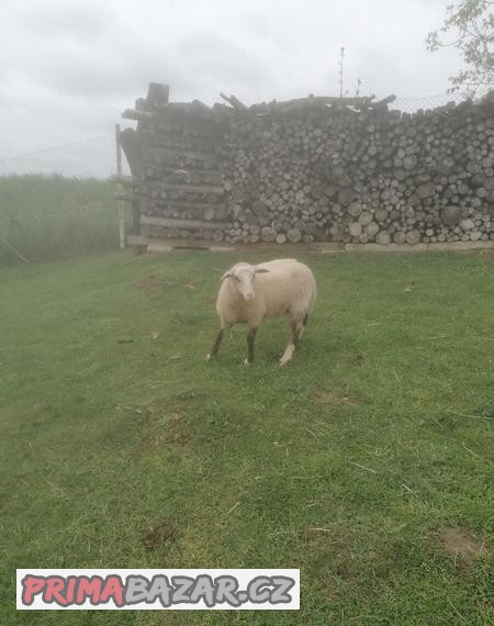 Prodám jehně