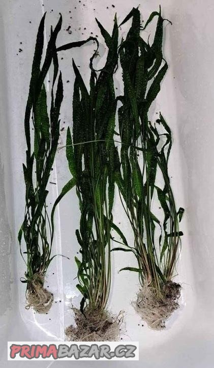Cryptocoryne aponogetifolia - Kryptokoryna kalatkolistá Cryptocoryne aponogetifolia - Kryptokoryna kalatkolistá