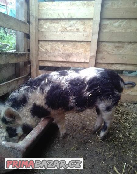 Kune kune