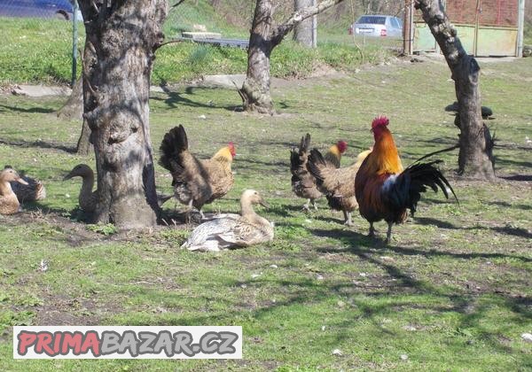 NV české zlaté kropenky ze soukromých gen. rezerv
