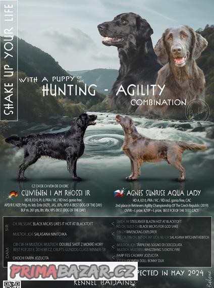 Flat Coated Retriever s PP - k odběru od 24.6.