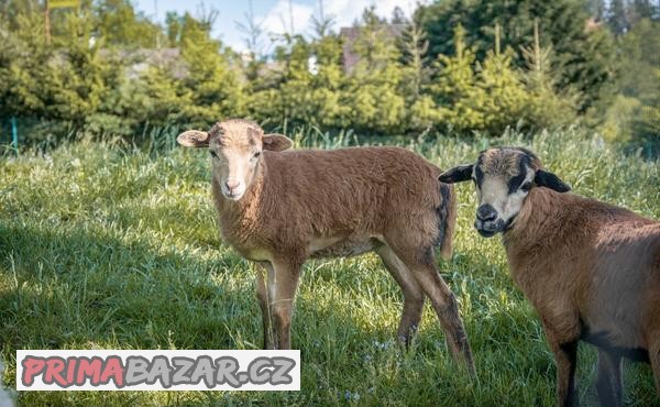 Prodám jehničky a beránky kamerunské ovce