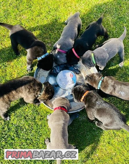 Šteniatka Cane Corso