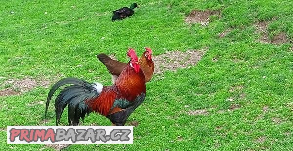 Vlaška koroptví kohout