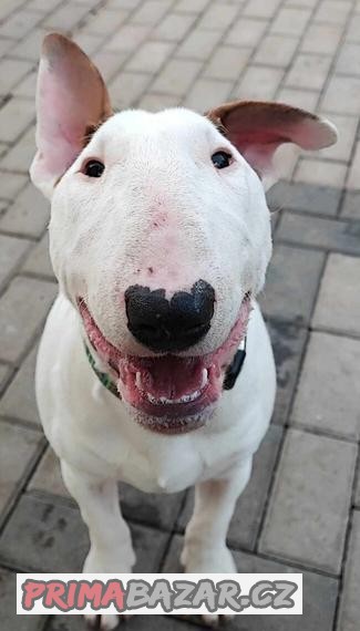 Standard Bullterrier,bullterier,bulterier