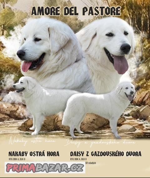 Slovenský čuvač