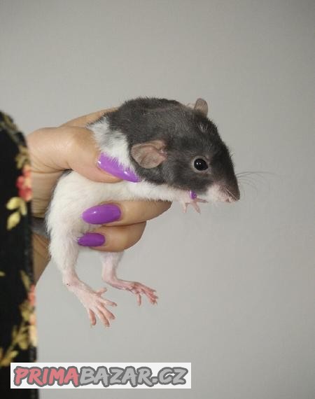Dumbo potkan