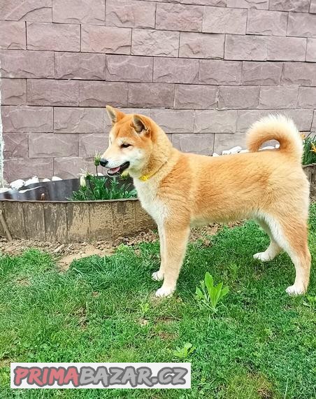 Shiba inu fenka