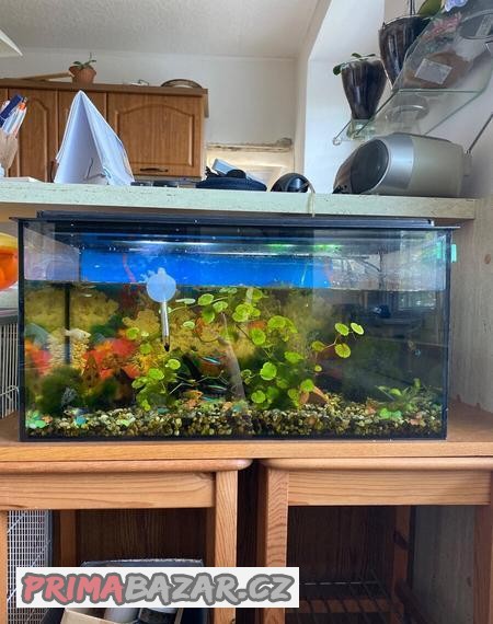 zařízené akvarium s rybkami a sumci + vybaveni