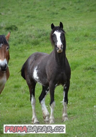 Welsh cob kobyla