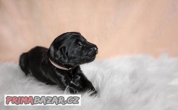 Štěňátka Flat coated retriever