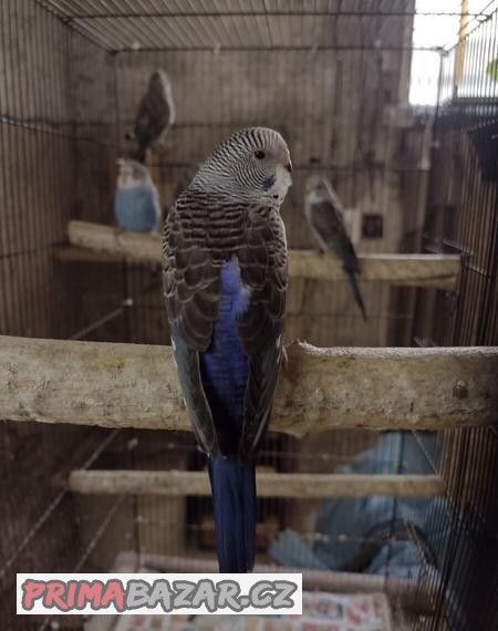 Prodám andulky blackwing