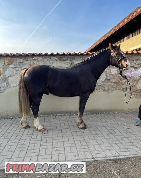 Pony do sportu/k rekreaci