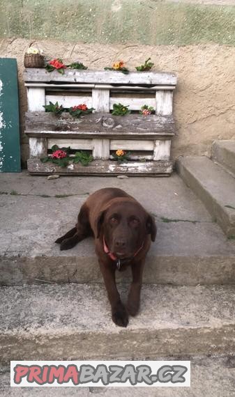 Daruji fenu labrador, 7 let, kastrovaná