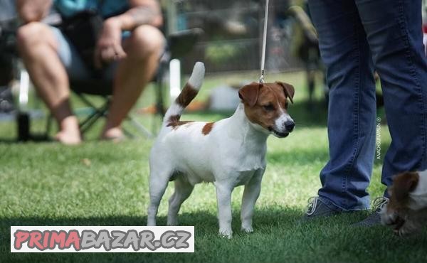 Jack russell teriér k dispozici na krytí
