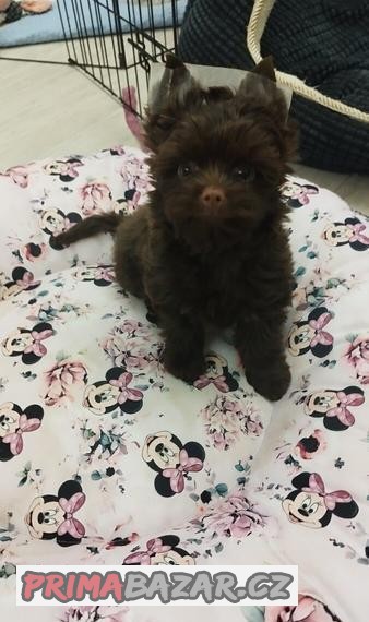 Yorkshire terrier, Choco Yorkshire
