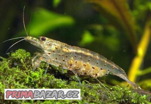 Nabizim krevetky - Caridina japonica (multidentata)

