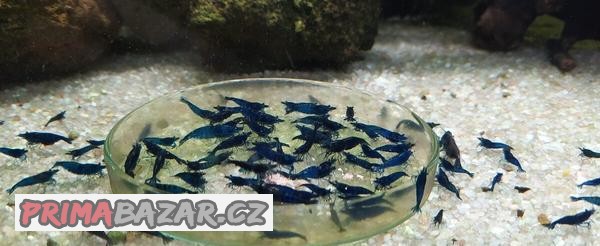 Krevetky Caridina a Neocaridina