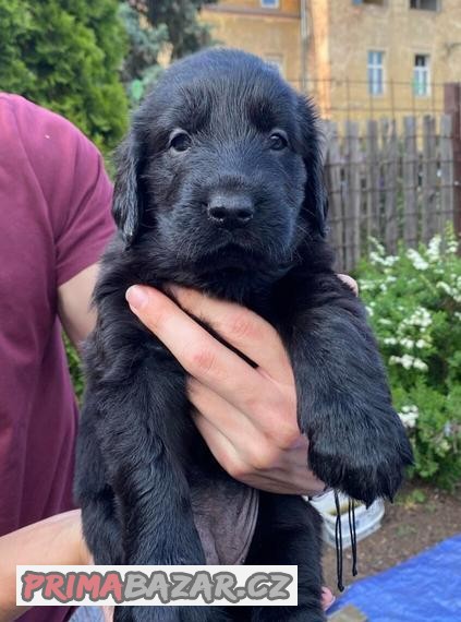 Flat coated retriever s PP