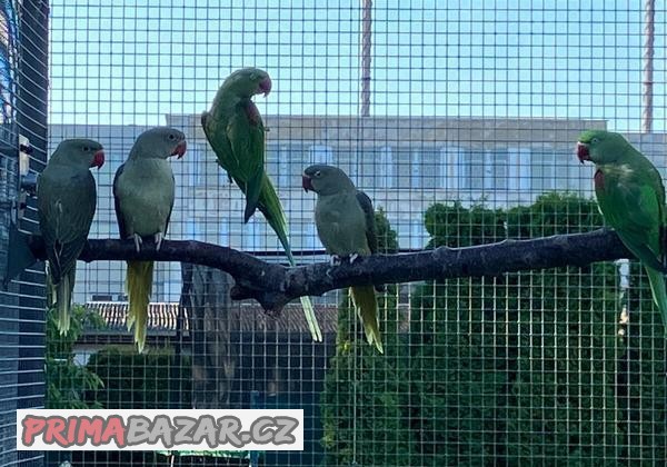alexandry-velky-sedozeleny-a-prirodni